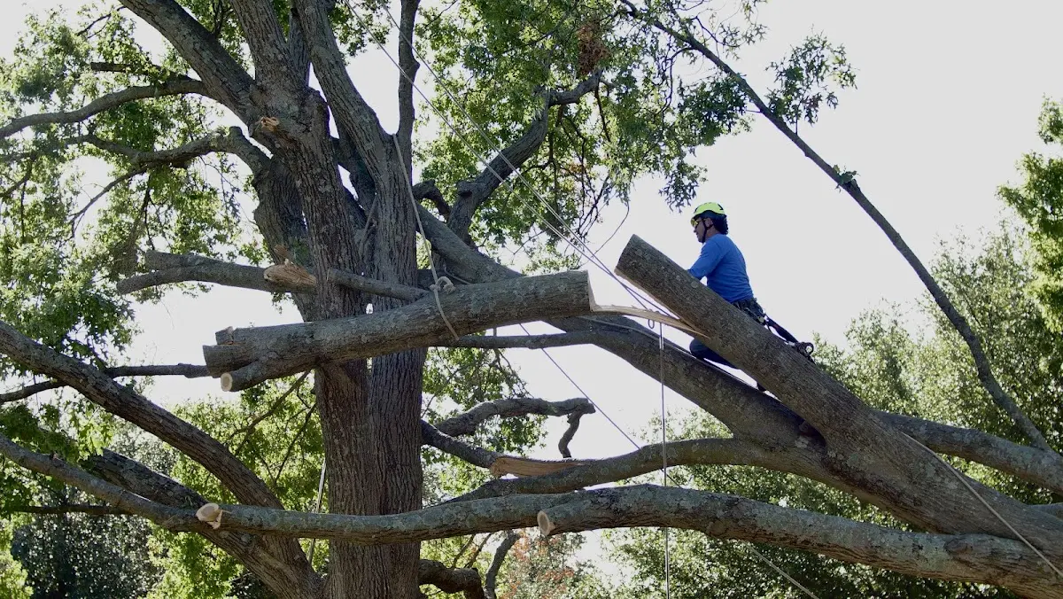 Professional Hazardous Tree Removal performed by certified arborists in Alma